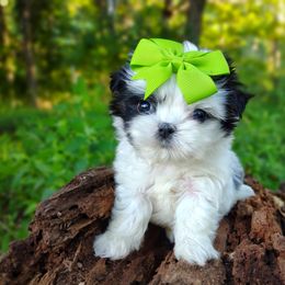 Companion Cross, Havanese, Mal-Shi, Maltese, Maltipoo, Morkie, and Shih Tzu Puppies from Seeking Shalom Acres Maltese, Maltipoos & Havamalts
