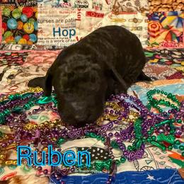 Ruben - Black male Poodle puppy in Port Orange, Florida from Daytona’s Standard Poodles
