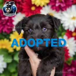 ADOPTED - Liver female Miniature Schnauzer puppy in Spruce Pine, North Carolina from Schnauzers of Blue Ridge