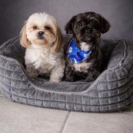 Shorkie puppies from Stephen DosReis
