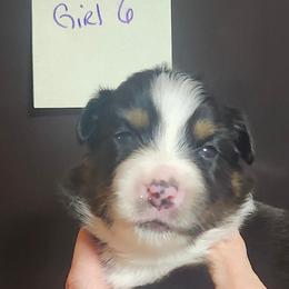 Girl 6 - Black tri female Miniature Australian Shepherd puppy in Hampton, Tennessee from TC Farms Stock Dogs - Miniature Australian Shepherds