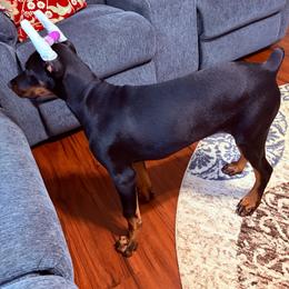 Doberman Pinscher puppies from di Casa Ortiz German Shepherds