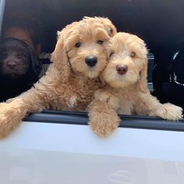 Goldendoodles from MaDoodles