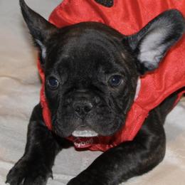 Brussels Griffons and French Bulldogs from Carissa's Brussels Griffons and French Bulldogs