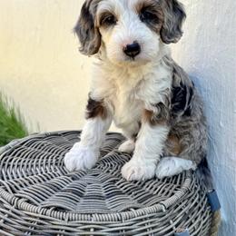 Golden Mountain Doodle puppies from The Fairy Paw Mother