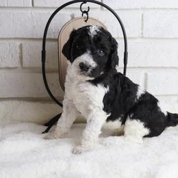 Trixie - Parti female Labradoodle puppy in Bryantown, Maryland from Doodles on Duty
