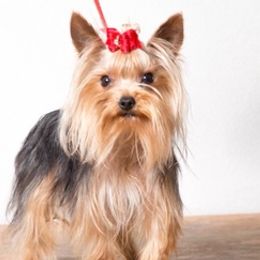 Yorkshire Terriers from Theona's Yorkies