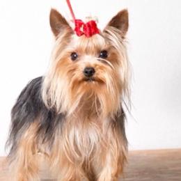 Yorkshire Terriers from Theona's Yorkies