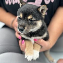Shiba Inu Puppies from NJ Shiba Baby