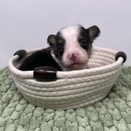 Mint (fluffy) - Black and tan male Pembroke Welsh Corgi puppy in Waco, Texas from The Comma Corgis