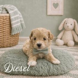 Disel - Red male Maltipoo puppy in Bowling Green, Kentucky from Denise Clark