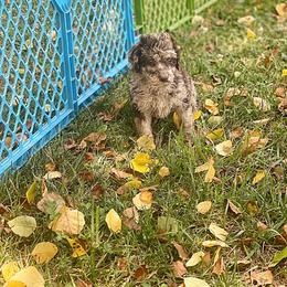 Goldendoodle, Labradoodle, Poodle, and Saint Berdoodle Puppies from Dent’s Doodles
