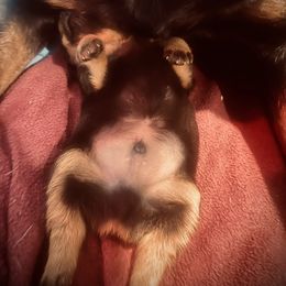 Male 1 - Black and mahogany male Rottweiler puppy in Zebulon, North Carolina from Vom Arnold-Hause Rottweilers