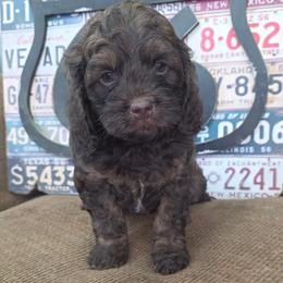 Flurry - Brown and tan male Cockapoo puppy in Delphos, Ohio from Route 66 Poodles & Doodles, Sapphire Shih-tzu's of Ohio
