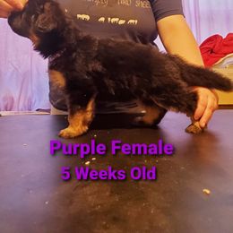 German Shepherd Puppies from It Must Be Kismet Kennels (IMBKK)