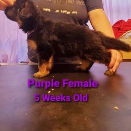 German Shepherd Puppies from It Must Be Kismet Kennels (IMBKK)