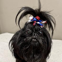 Angel - Shih Tzu