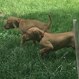 Vizsla Puppies from Maplewood Vizslas