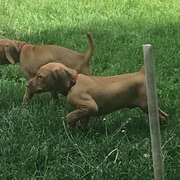 Vizsla Puppies from Maplewood Vizslas