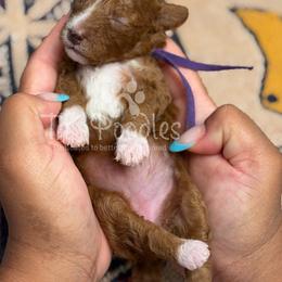 Sarabi - Red  female Poodle puppy in Belleville, New Jersey from TK Poodles