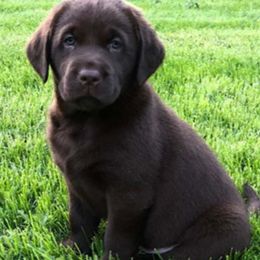 Labrador Retrievers from Red Barn Farm Labradors - Made in Vermont