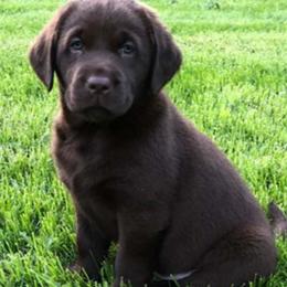 Labrador Retrievers from Red Barn Farm Labradors - Made in Vermont