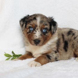 Aussiedoodle and Australian Shepherd Puppies from Mr and Mrs Doodle Farm