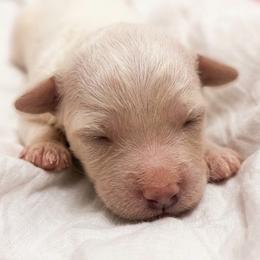 Pearl - Cream female Goldendoodle puppy in Clifton, Arizona from Denim & Doodles