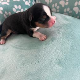 Peep - Black tri male Toy Australian Shepherd puppy in Norco, California from River Springs Aussies