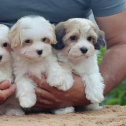 Cavachon, Cavalier King Charles Spaniel, Cavapoo, and Havanese Puppies from Peaks Pups & Cavachon Love Chocolate Cavaliers, Cavaliers, Cavachon’s, Cavapoos & Havanese