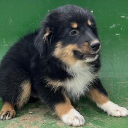 Vince - Black tri male Miniature Australian Shepherd puppy in Godley, Texas from Nana and Paws Aussies