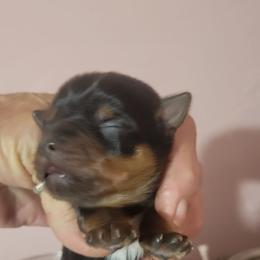 Peaty - Black and tan male Yorkshire Terrier puppy in Chickasha, Oklahoma from SISSYS YORKIES