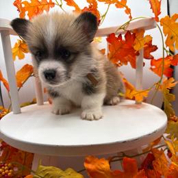 Brown Collar - Red male Pembroke Welsh Corgi puppy in Abingdon, Virginia from Em-K Kennels