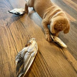 Wirehaired Vizsla Puppies from Cave Canis Kennels