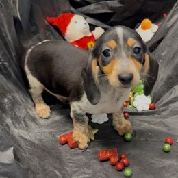 Milo - Black and cream male Dachshund puppy in Ft Dodge, Iowa from Secret Reality