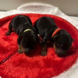 Boy 1 - Black and tan male Yorkshire Terrier puppy in Selden, New York from Alisha's Yorkshire Terriers
