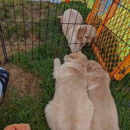 Golden Retriever Puppies from Sola Mae's Goldens