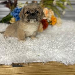 Pekingese puppies from Silver Bells Paw Prints