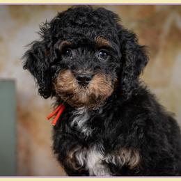 Korey - Black white and tan male Cockapoo puppy in Connersville, Indiana from Deaz Doodle Ranch