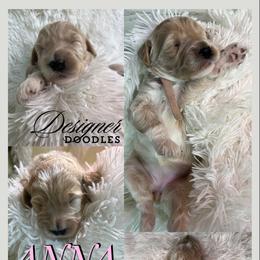 Aussiedoodle, Goldendoodle, and Poodle Puppies from Designer Doodles