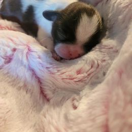 Shih Tzu Puppies from Melanie's Tibet Treasures