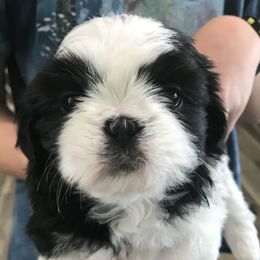 Shih Tzus from Ebony’s Pups