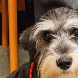 Lola - Miniature Schnauzer