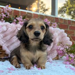 Dark Roast - Cream male Dachshund puppy in Coldwater, Mississippi from Under the Stars Minis