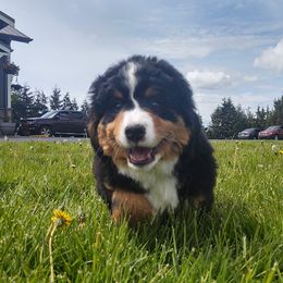 Companion Crosses from Great Bernese tails and trails