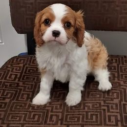 Cavalier King Charles Spaniel Puppies from Brookstone Farm