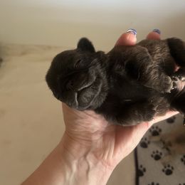 Pink - Black female Pug puppy in Tacoma, Washington from Glamour pugs