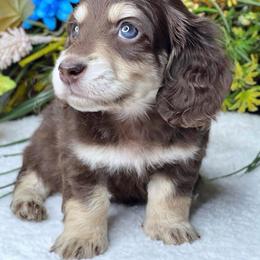 Dachshund Puppies from River Run Dachshunds