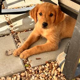 Reese - Golden female Golden Retriever puppy in North Carolina from Lynes of Doodles