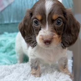 Tucker - Piebald male Dachshund puppy in Decatur, Mississippi from KP Dachshunds